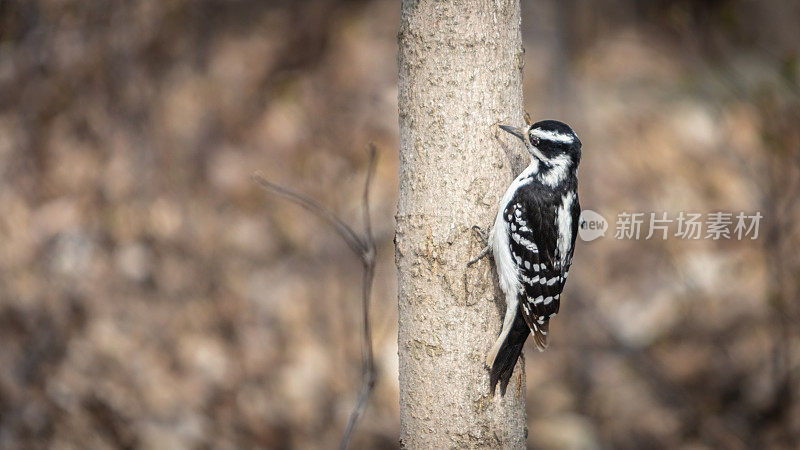 雌性多毛啄木鸟，(Leuconotopicus villosus)， Pico Velloso)，雌性多毛啄木鸟。